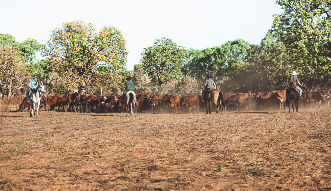 La vraie vie de Cow-boy australien